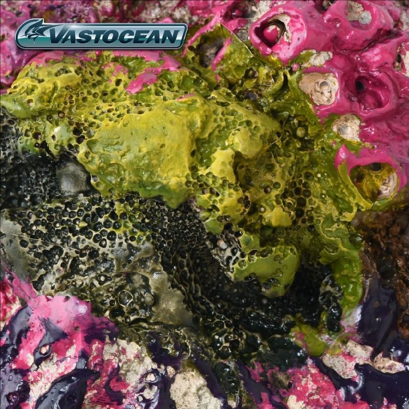 VASTOCEAN Salzwasser-Aquarium- – Marine Aquarium Hermit Crab Bewertung und Preis