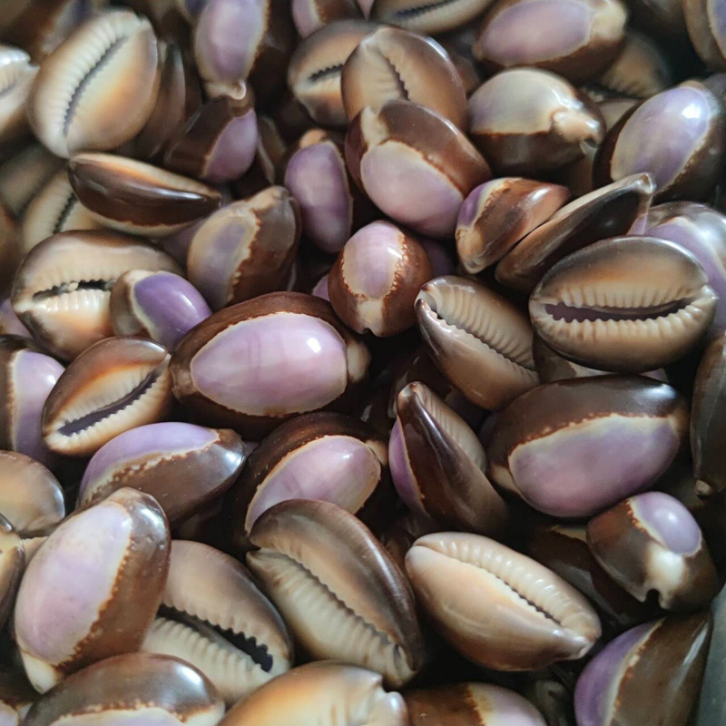 Natürliche Cypraea Carnola Mus – Marine Aquarium Hermit Crab Bewertung und Preis