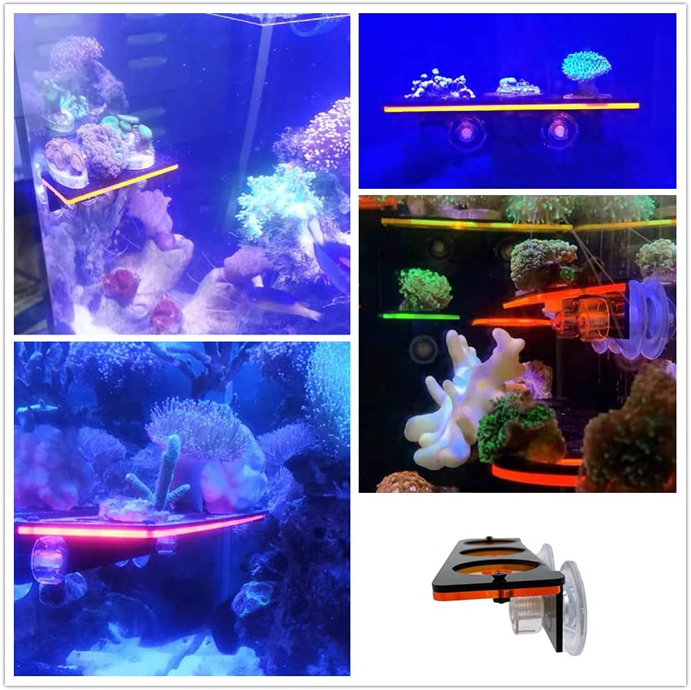 Fluoreszierende Korallen Frag  – Marine Aquarium Design Bewertung und Preis