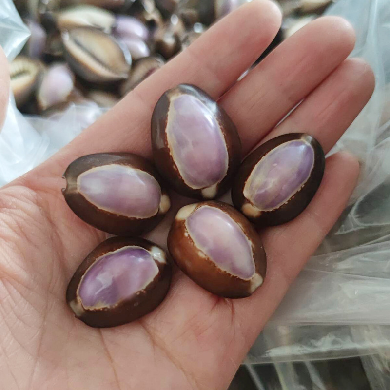 Natürliche Cypraea carneola Mu – Marine Aquarium Hermit Crab Bewertung und Preis