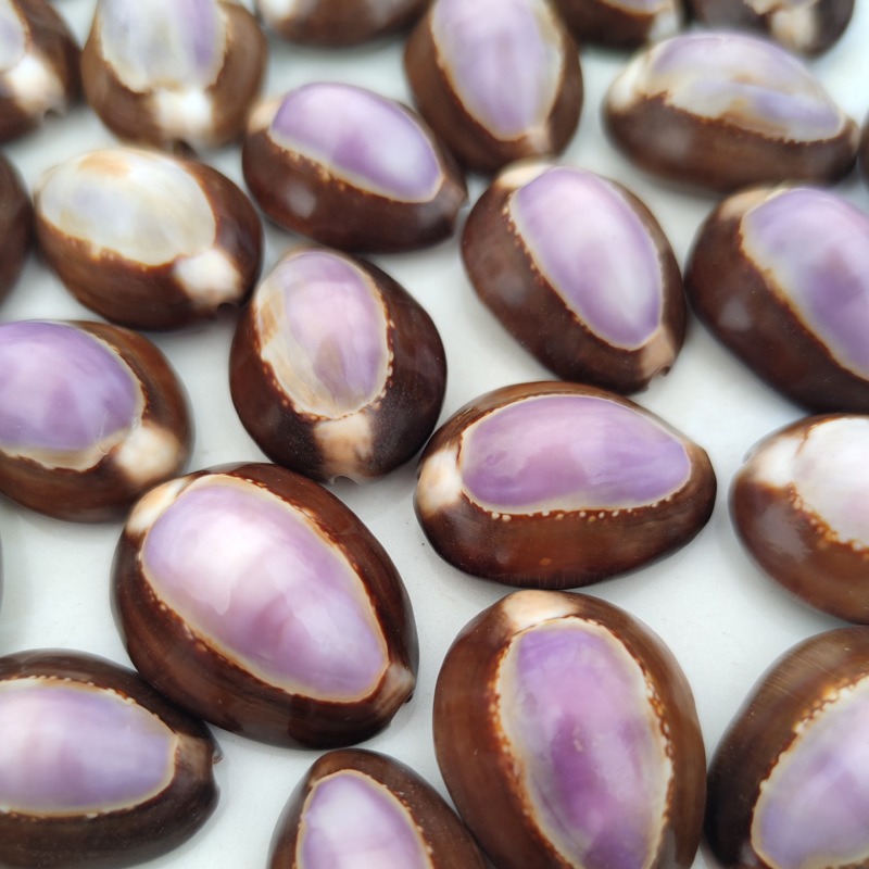 Natürliche Cypraea carneola Mu – Marine Aquarium Hermit Crab Bewertung und Preis